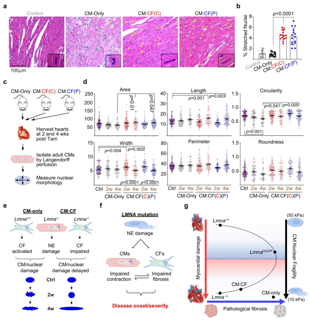 图 6 仅敲除心肌细胞模型与心肌细胞 - 心脏成纤维细胞联合敲除模型相关的独特核形态