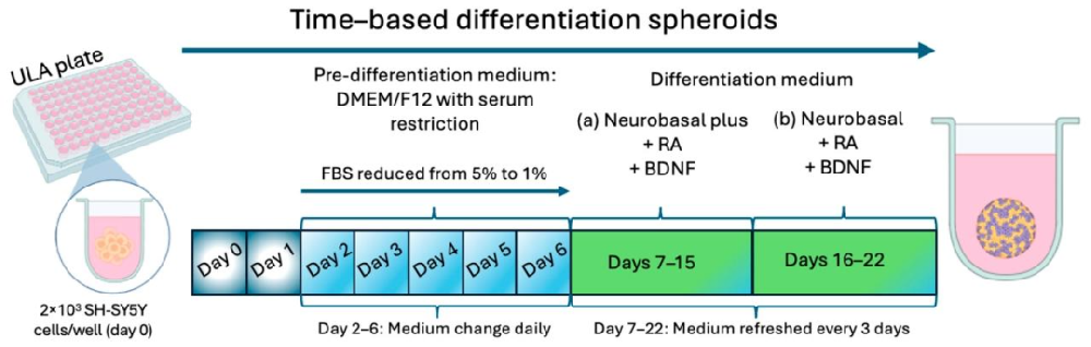 图 1:SH-SY5Y 球体分化方案示意图