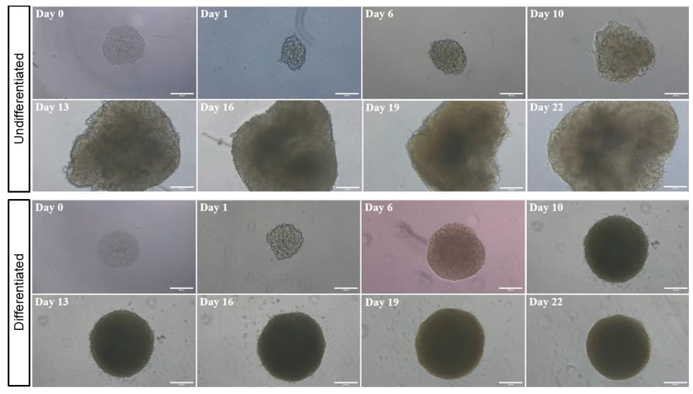 图 2:SH-SY5Y 球体分化与未分化状态的 22 天跟踪