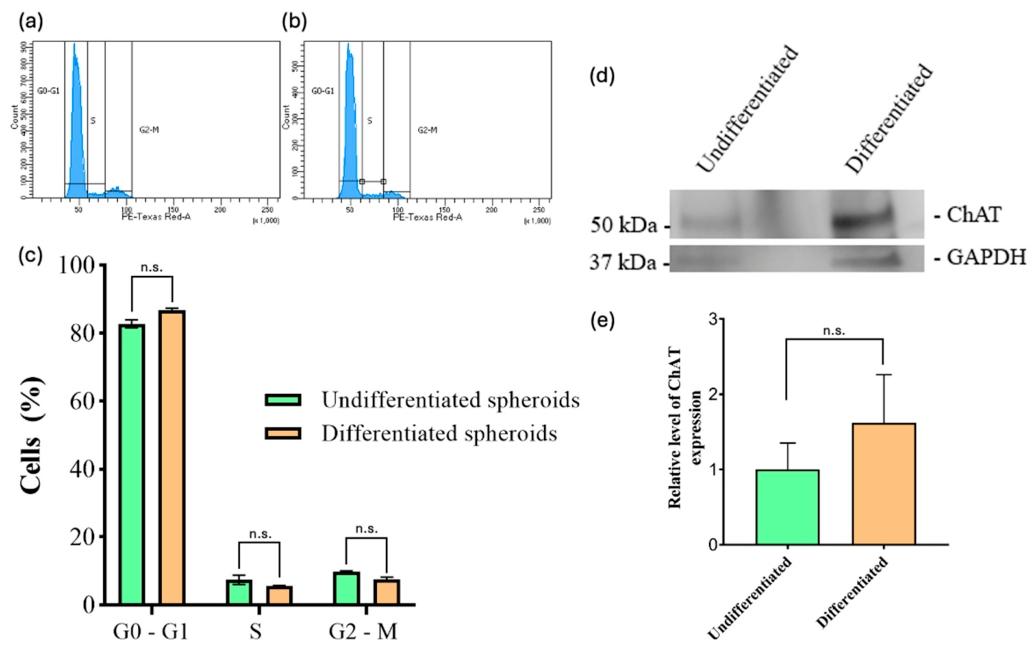 图 4:细胞周期分析与 ChAT 的 Western blot 检测