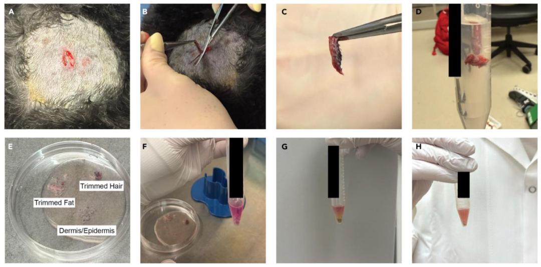 图 1：犬皮肤成纤维细胞分离流程