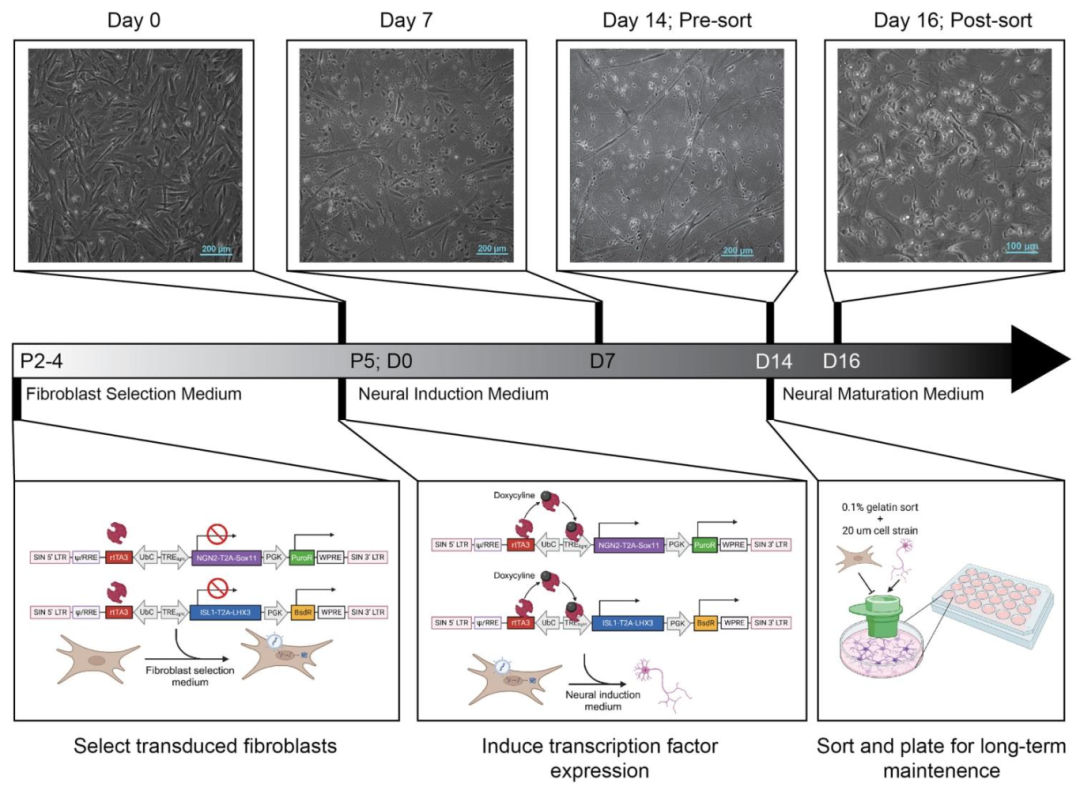 图 2：直接重编程工作流程