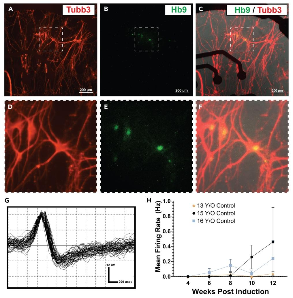 图 5：犬诱导运动神经元的电活性验证