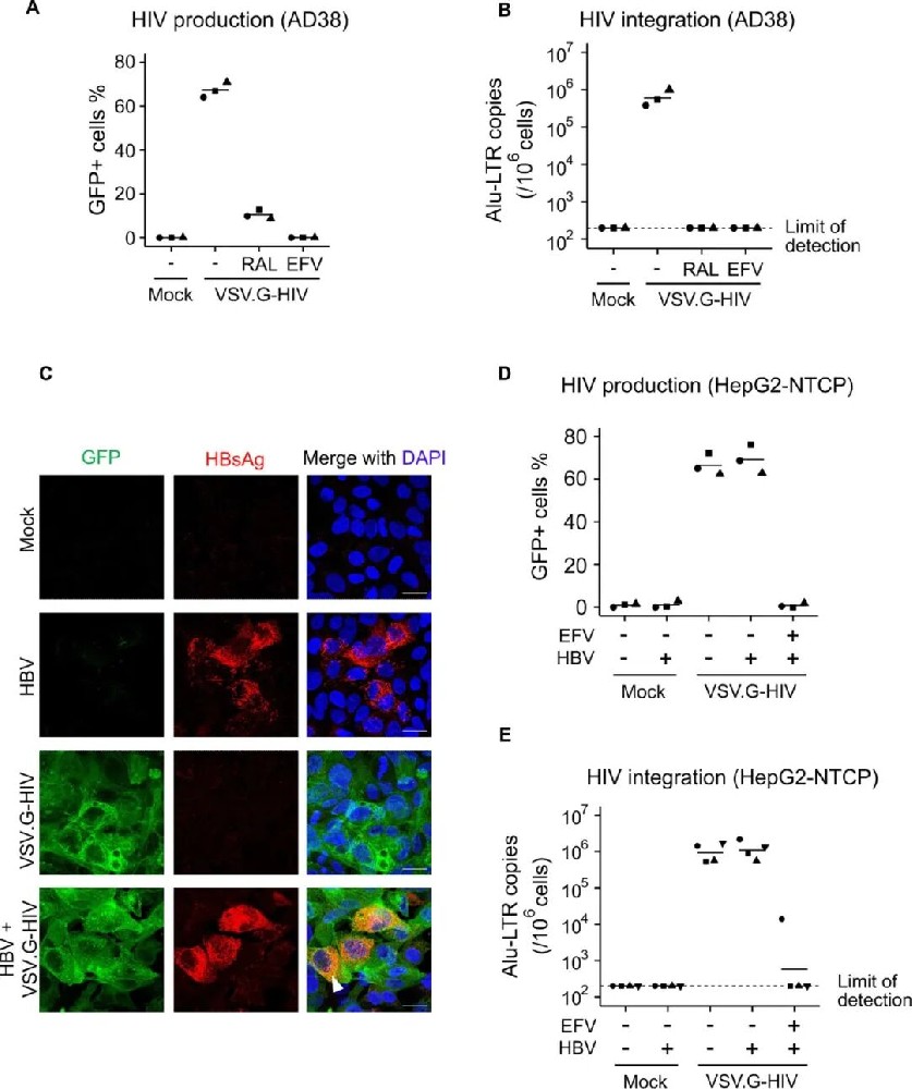 图1:假型 HIV 高效感染 HBV 表达肝细胞
