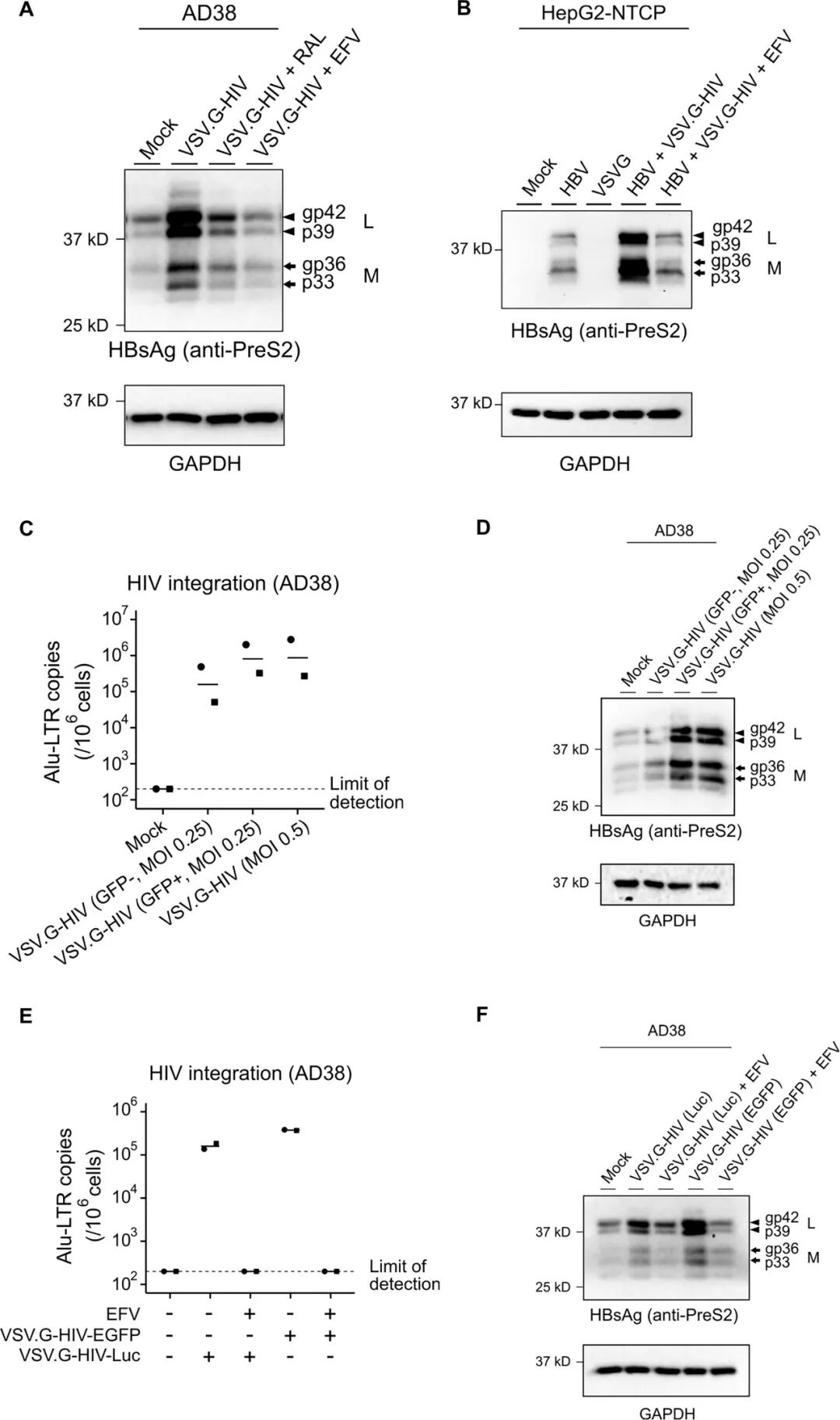 图2:HIV 感染上调细胞内 HBsAg