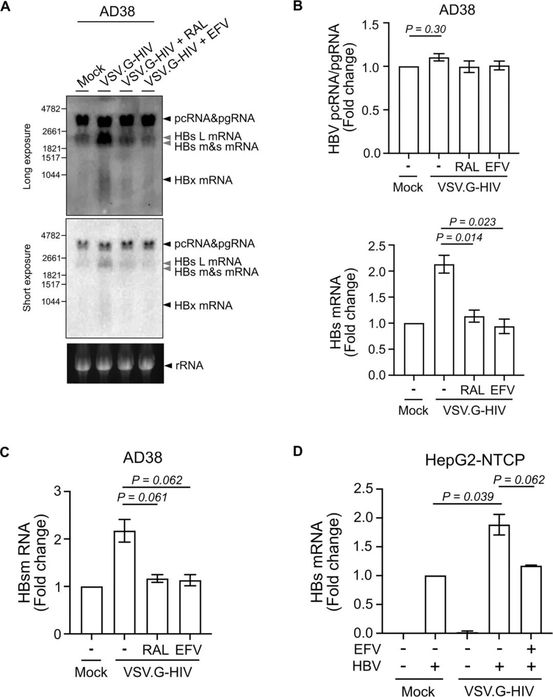 图3:HIV 感染上调 HBs mRNA
