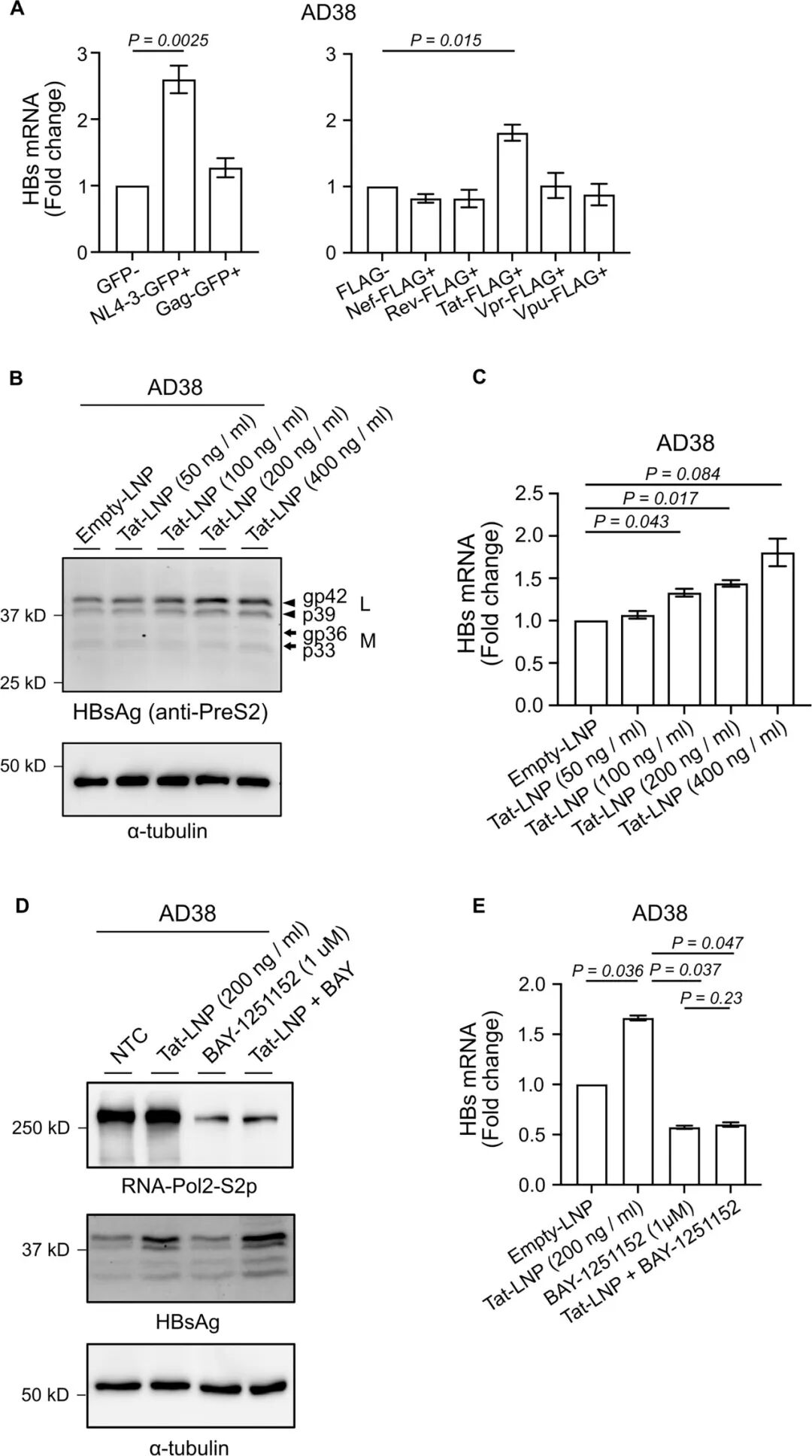 图4:HIV Tat 通过 CDK9 调控 HBs 转录