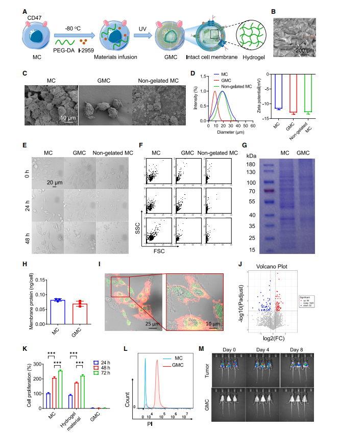 图1:胶原蛋白凝胶(GMC)维持了细胞形态和完整抗原蛋白,但未表现出细胞活性