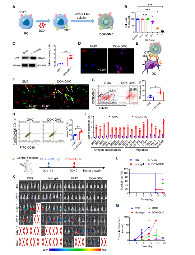 图2:肿瘤细胞间导肽(ICD)可增强树突状细胞(DC)摄取和抗原呈递,而DOX-GMC疫苗能抑制肿瘤生长。