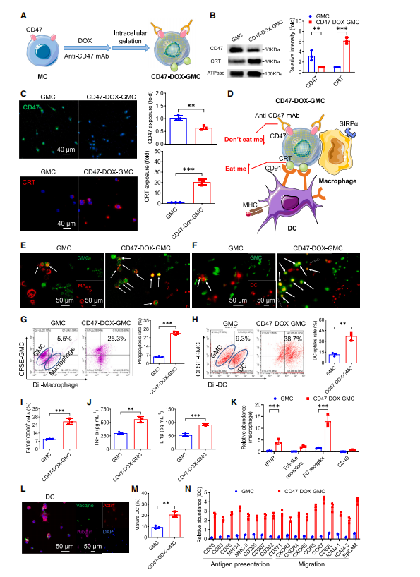 图3:DAMP暴露与CD47阻断通过诱导“吃我信号”并抑制“别吃我信号”,增强了CD47-DOX-GMC的免疫原性