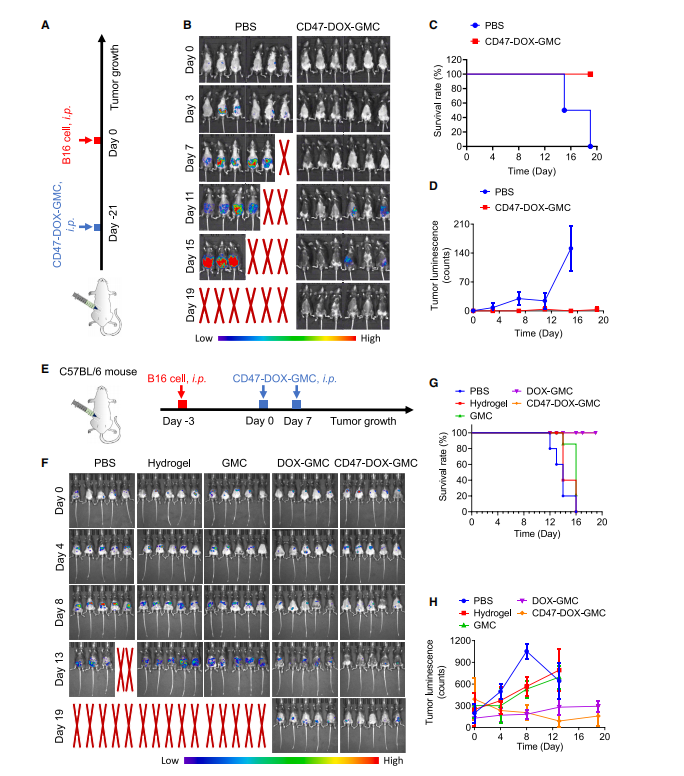 图4:CD47-DOX-GMC有效预防肿瘤并治疗既有肿瘤
