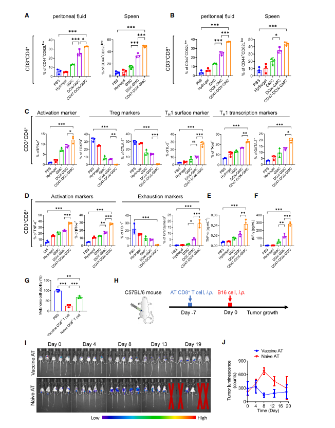 图5:CD47-DOX-GMC显著激活肿瘤相关淋巴细胞及细胞因子以实现抗肿瘤治疗效果(A和B)