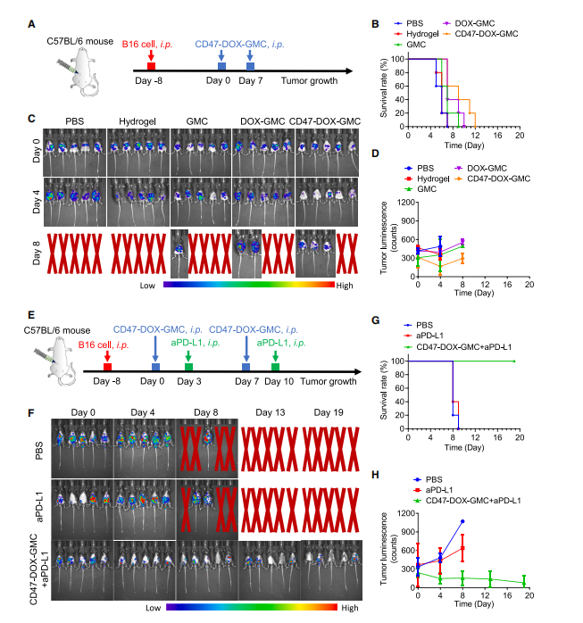 图6:免疫检查点抑制剂增强CD47-DOX-GMC诱导的T细胞肿瘤杀伤效应