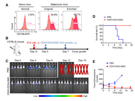 图7:腹水来源的个性化CD47-DOX-GMC疫苗展现显著抗肿瘤效果