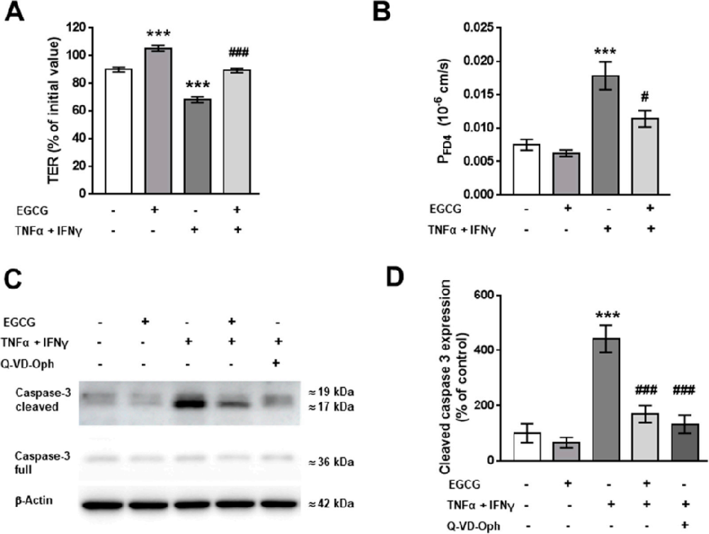 图1展示了EGCG在T84单层细胞中对由TNFα和IFNγ诱导的上皮屏障功能障碍的保护作用。