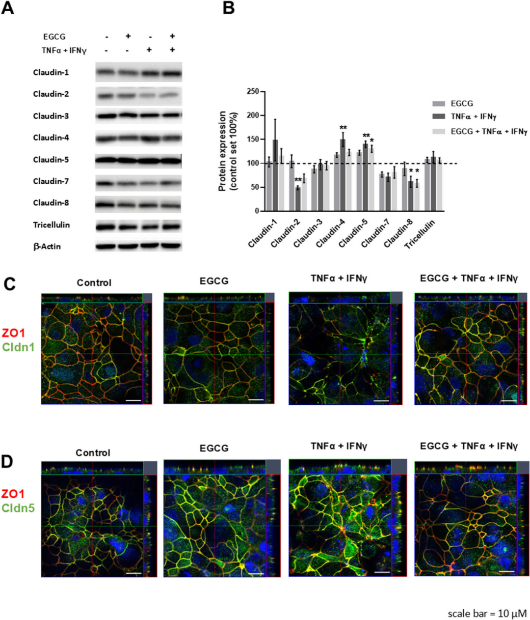 图2探讨了EGCG对T84单层细胞中紧密连接蛋白表达和定位的影响。