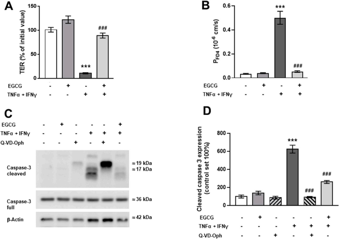 图3展示了EGCG在Caco-2单层细胞中对屏障功能及TNFα和IFNγ诱导的干扰的影响