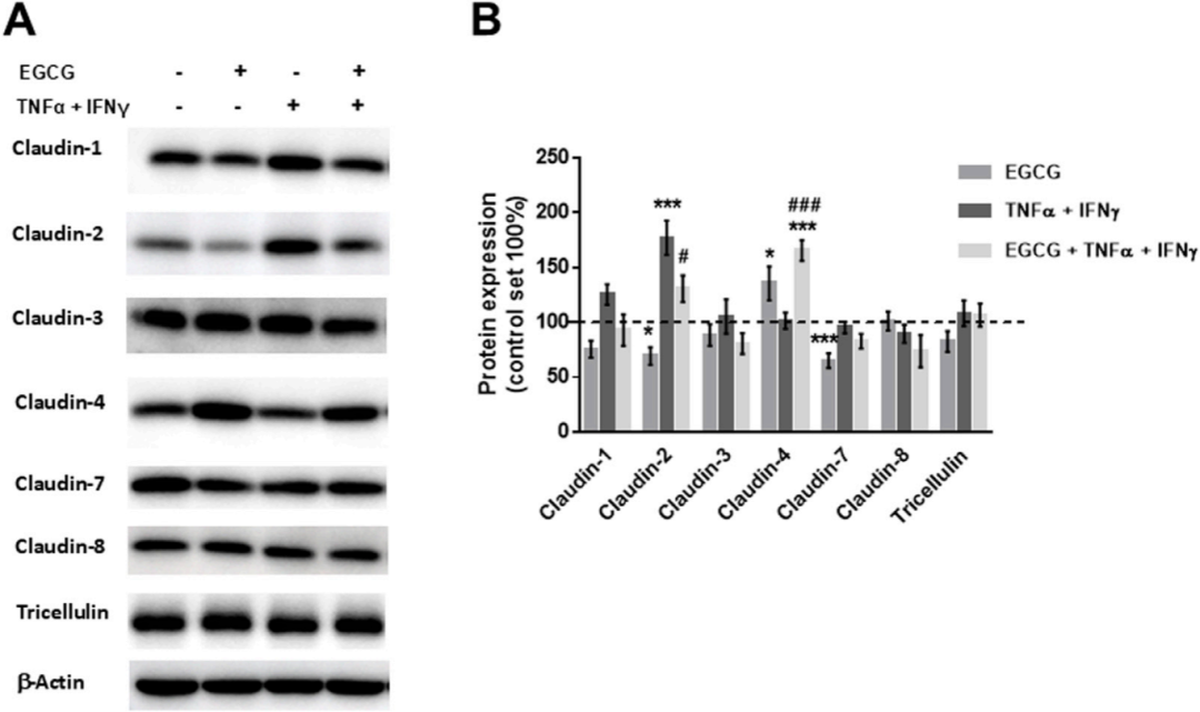 图4探讨了EGCG在Caco-2单层细胞中对紧密连接蛋白表达的影响。