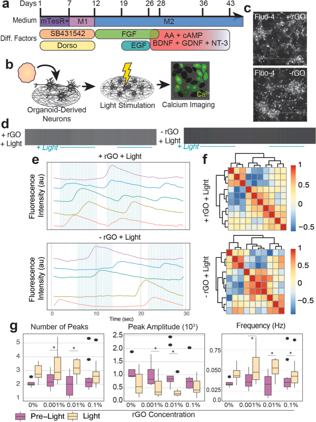 图3展示了hPSC衍生的神经元在rGO-PVA纤维上对光刺激的反应。