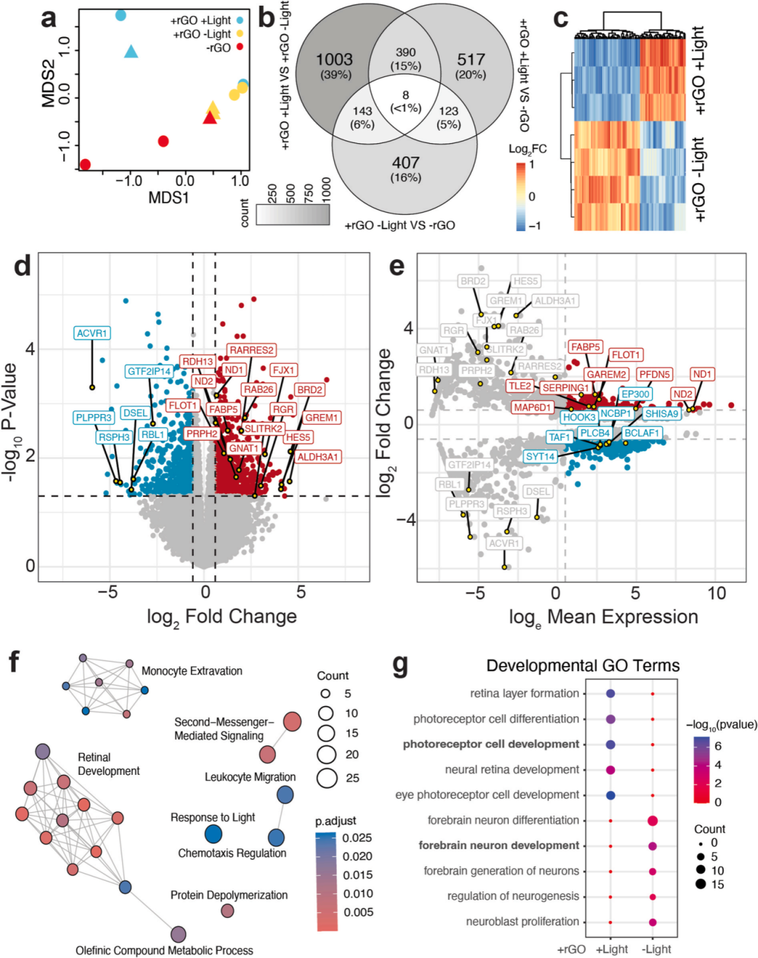 图5展示了通过RNA测序分析光训练对脑类器官的影响。