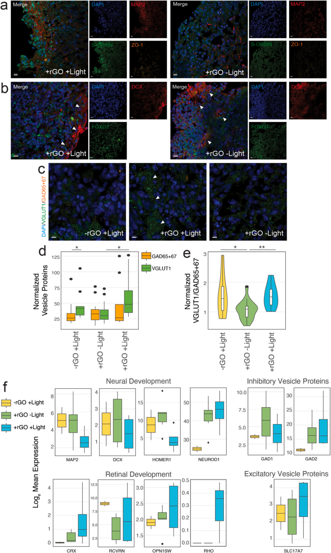 图6展示了光训练对脑类器官细胞类型的影响。