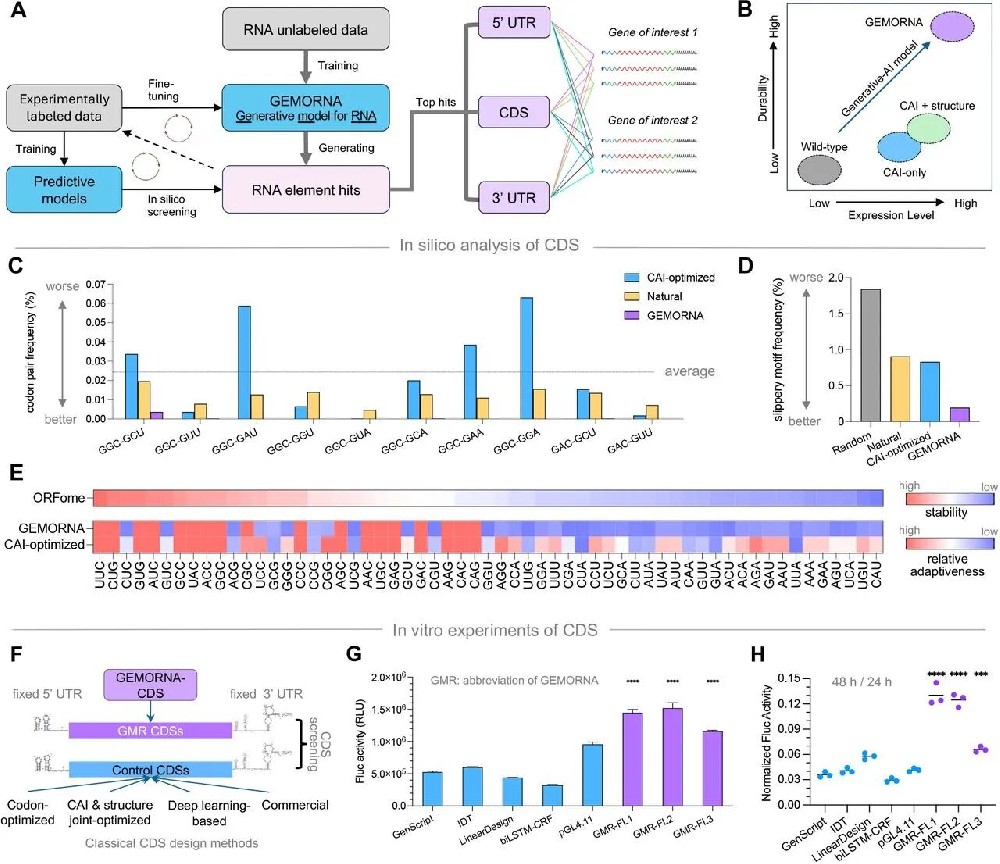 图2:GEMORNA-CDS 的表征与体外验证