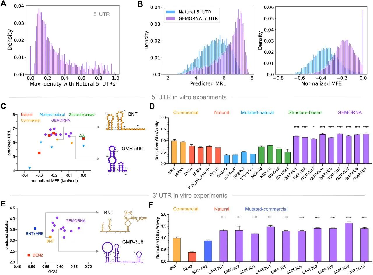 图4:GEMORNA 全长 mRNA 的表达与免疫原性