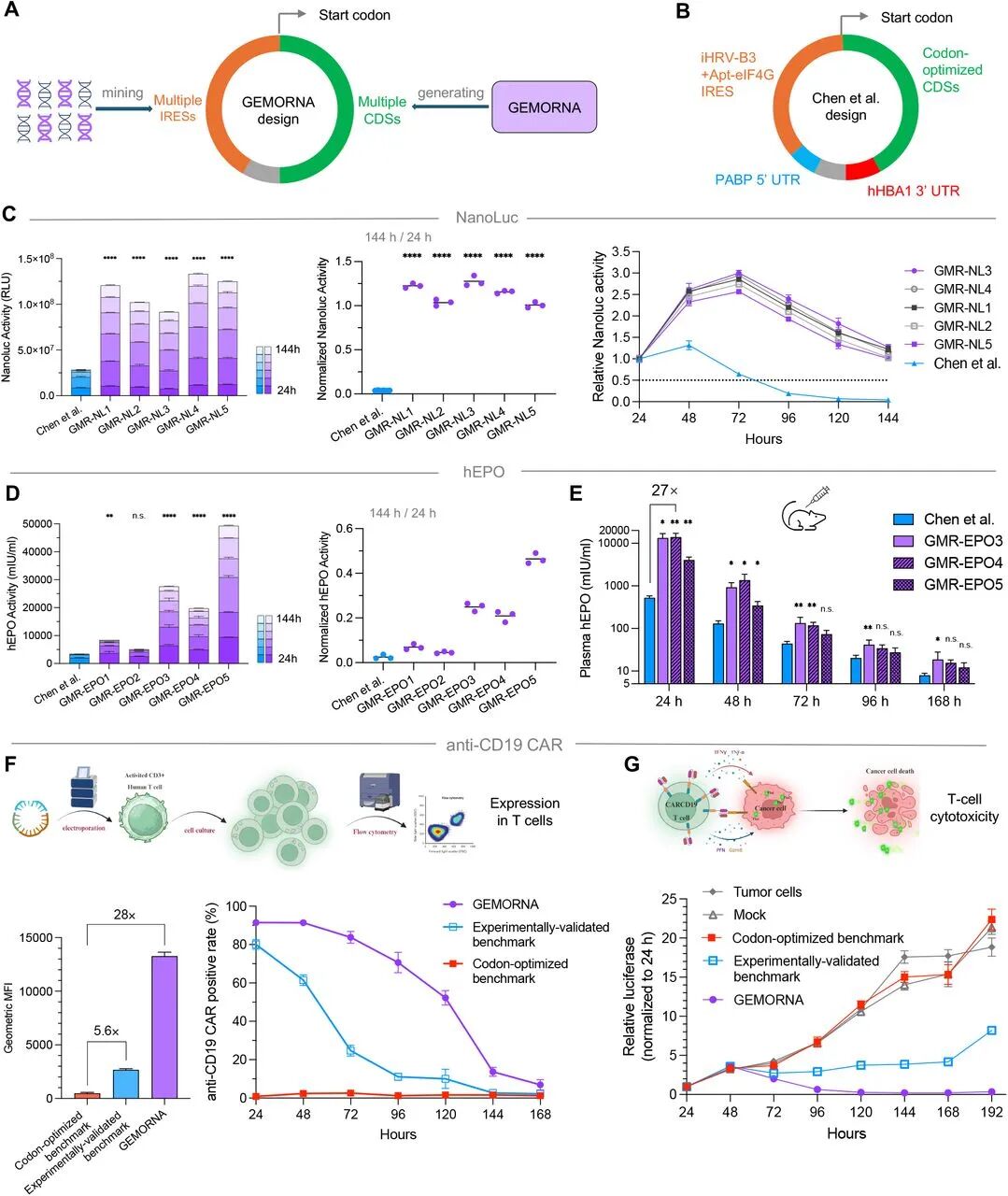 图5:GEMORNA 生成 circRNA 的功能验证