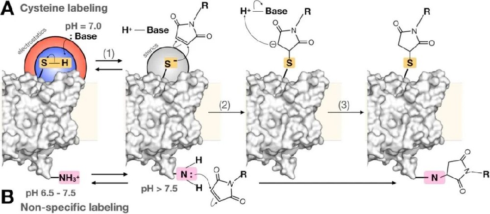 图1:马来酰亚胺 - 巯基反应机制