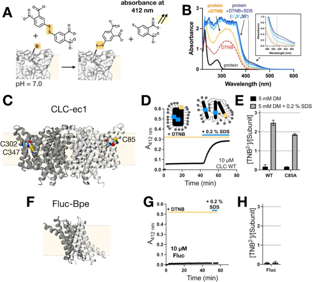 图2:天然半胱氨酸反应性筛选