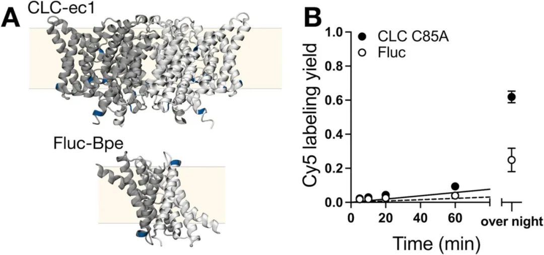 图3:非特异性背景标记评估