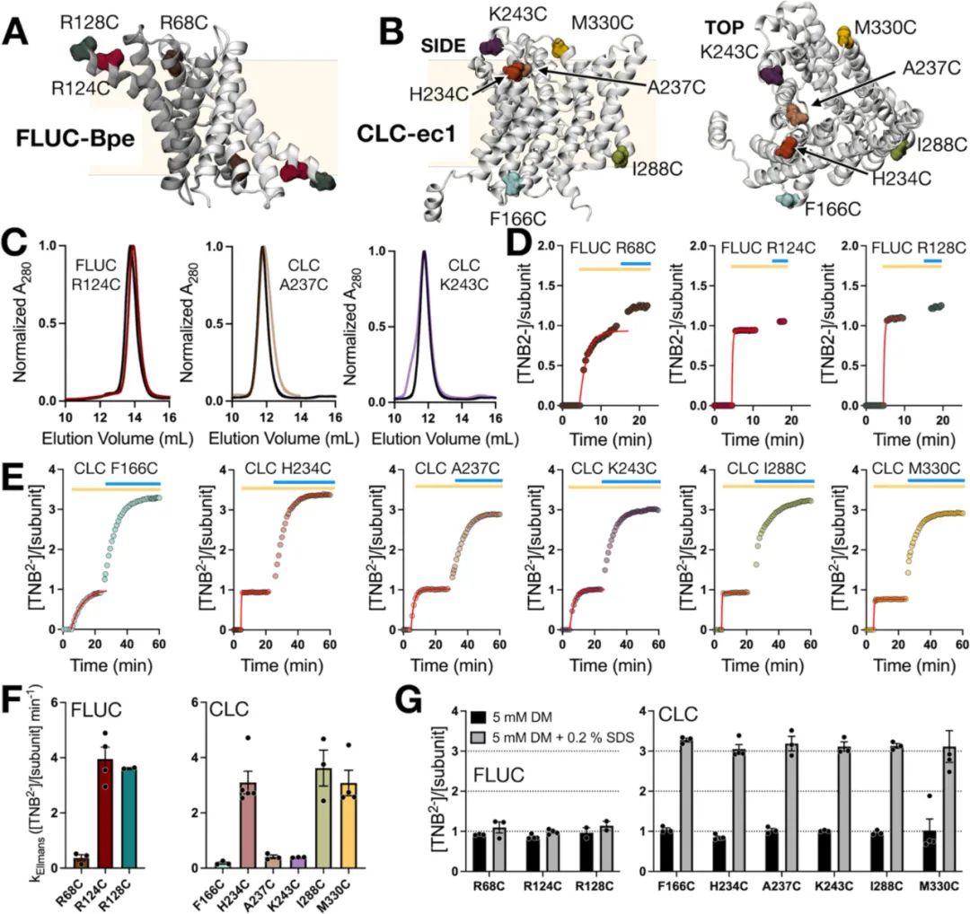 图4:插入半胱氨酸的反应性评估
