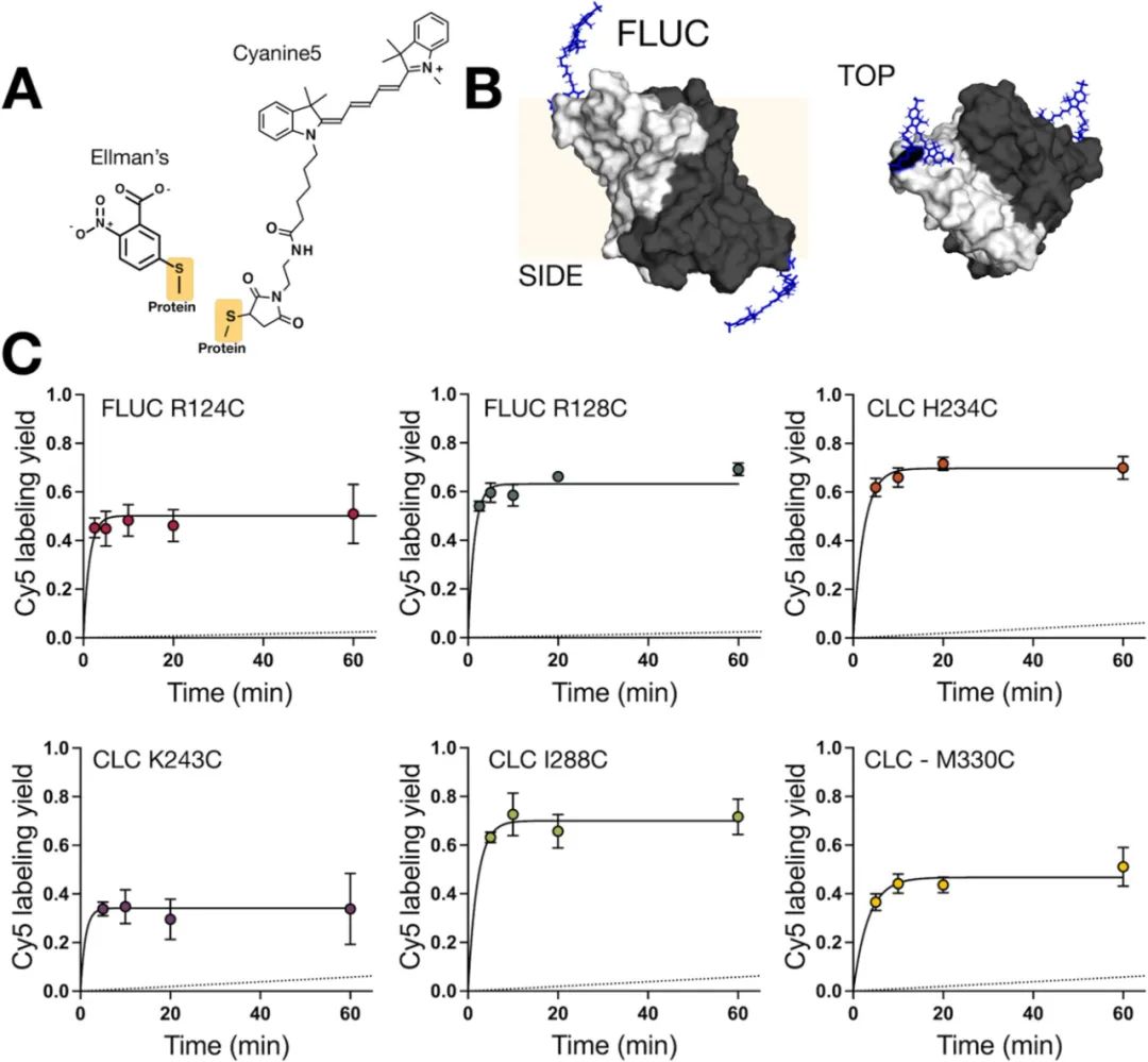 图5:Cy5 - 马来酰亚胺标记效率