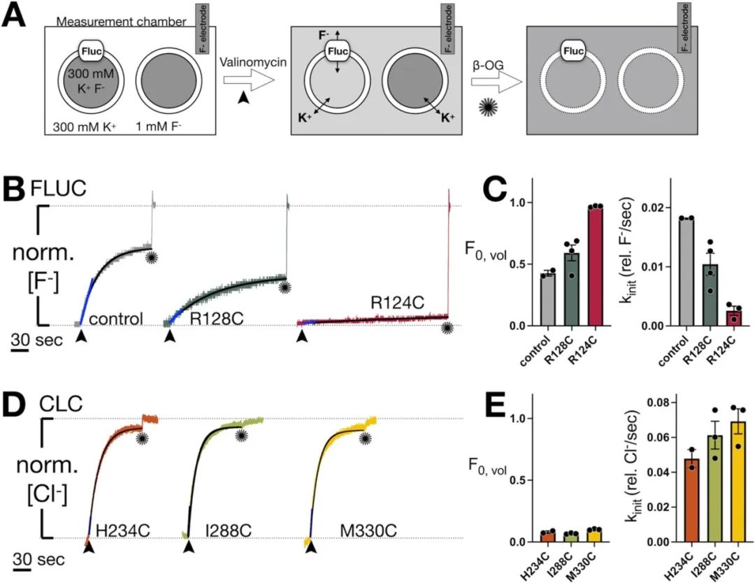 图6:标记后蛋白功能评估
