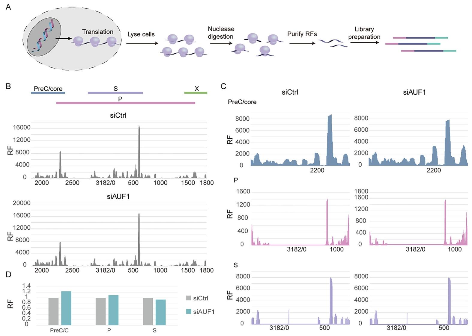 图4：AUF1 不影响 HBV RNA 翻译效率