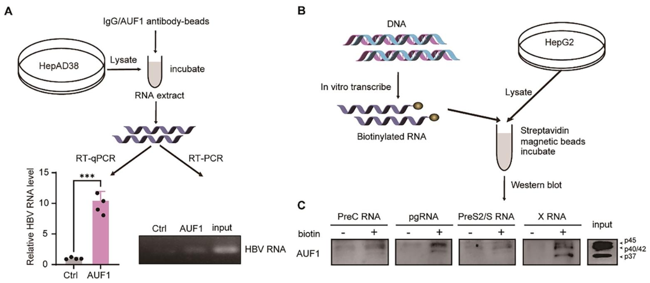 图5：AUF1 直接结合 HBV RNA