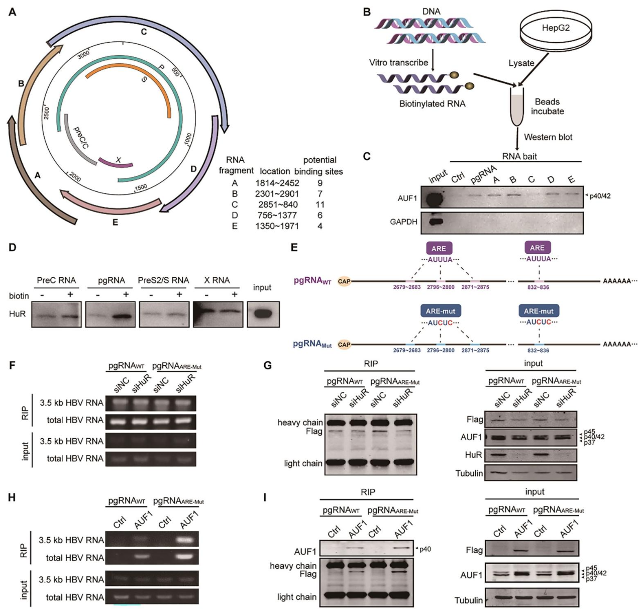 图6：AUF1 结合 HBV RNA 多个位点且不与 HuR 竞争