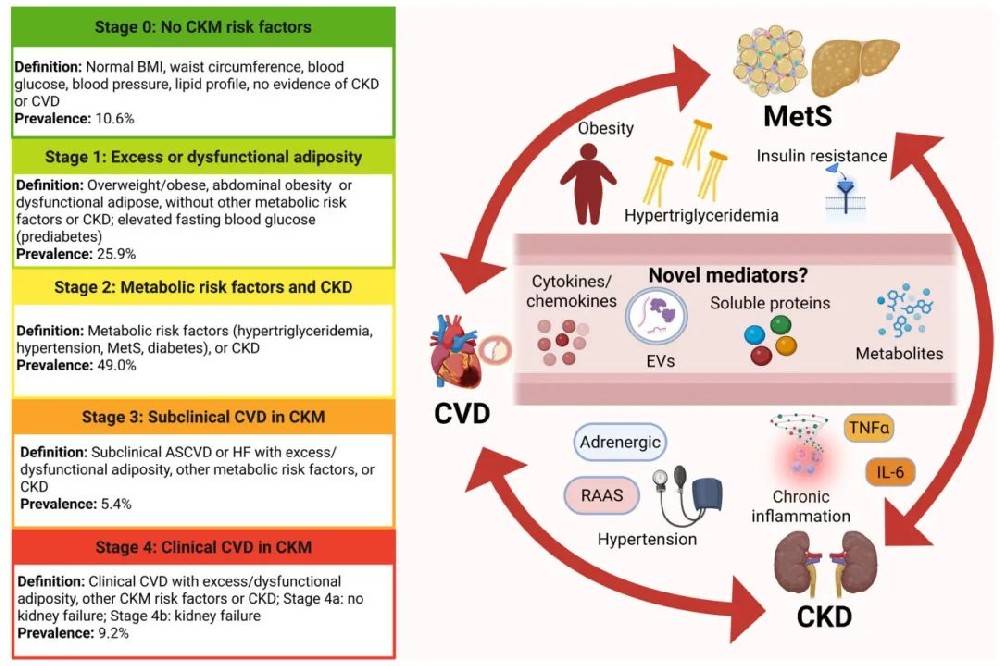 图1 心血管-肾脏-代谢(CKM)综合征分期和病理生理学