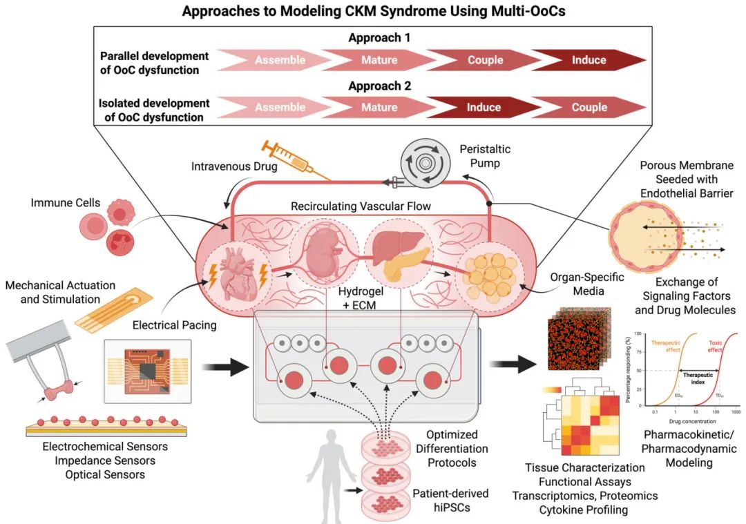 图2 使用多器官芯片(multi-OO C)对心血管-肾脏-代谢(CKM)综合征进行建模的方法