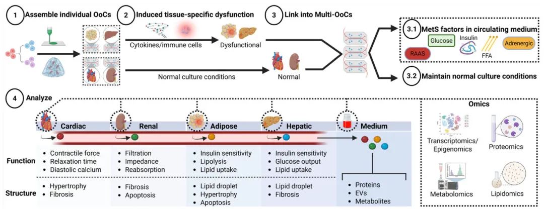 图3 建立第二阶段心血管-肾脏-代谢(CKM)综合征的多器官芯片(multi-OoC)模型