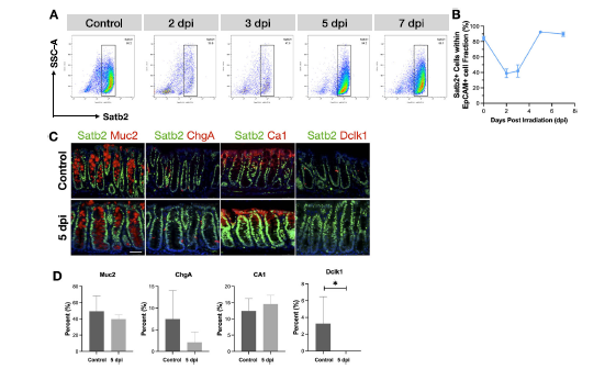 图 1 辐射后结肠黏膜中 Satb2 表达及细胞类型分析