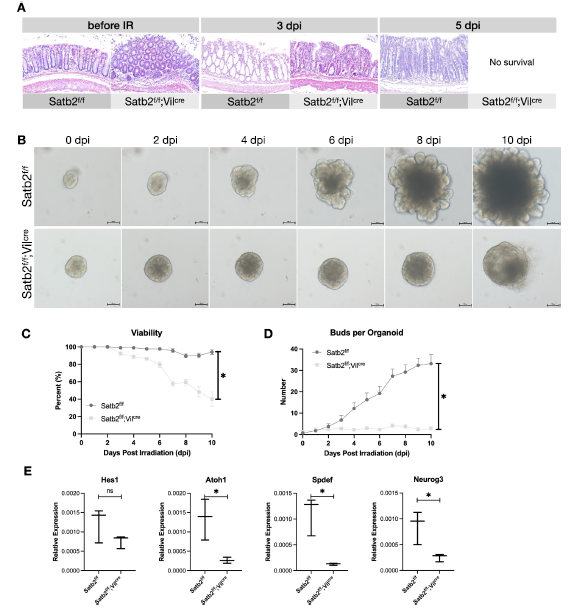 图 2 Satb2 缺失对电离辐射后结肠黏膜修复的影响