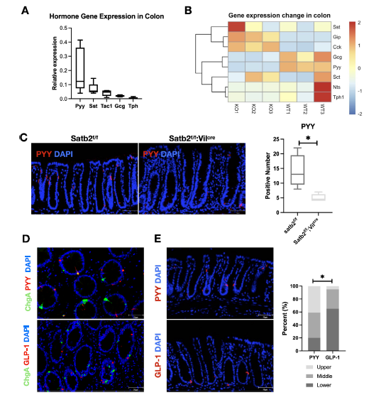 图 3 Satb2 敲除后结肠内分泌激素的变化