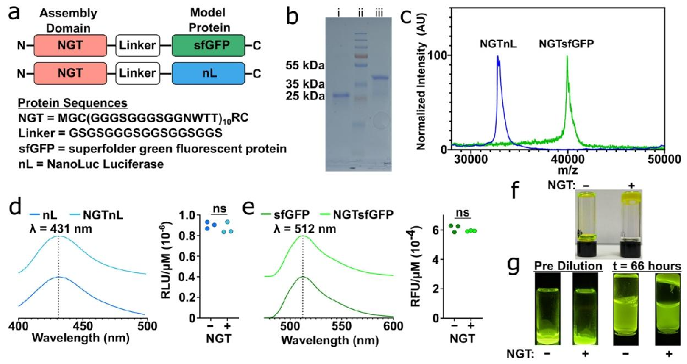 图1：NGT 融合蛋白的设计、纯化与凝胶形成