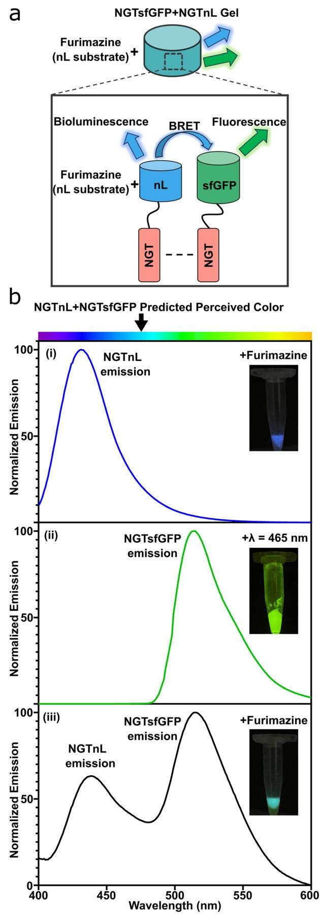 图5：NGT-sfGFP 与 NGT-nL 共组装凝胶的 BRET 效应
