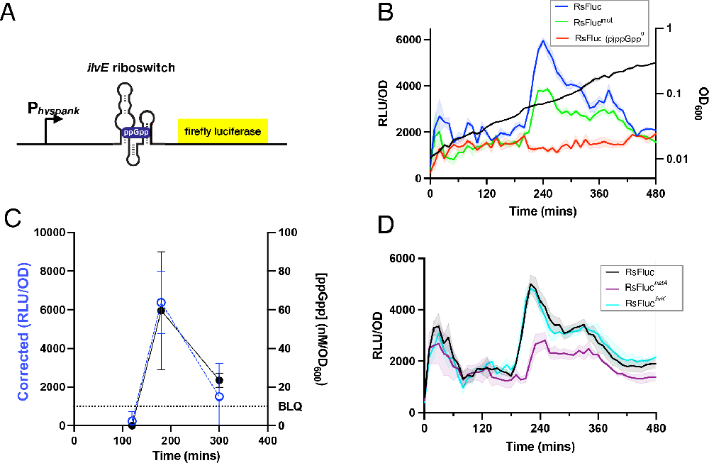 图1:RsFluc 报告系统的特异性验证