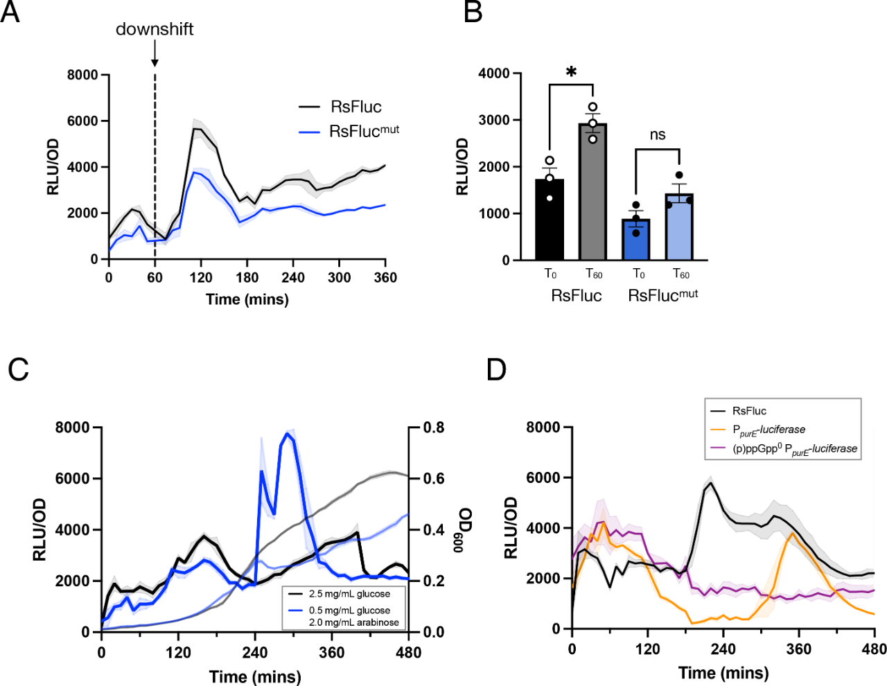 图2:RsFluc 对 (p) ppGpp 诱导条件的响应