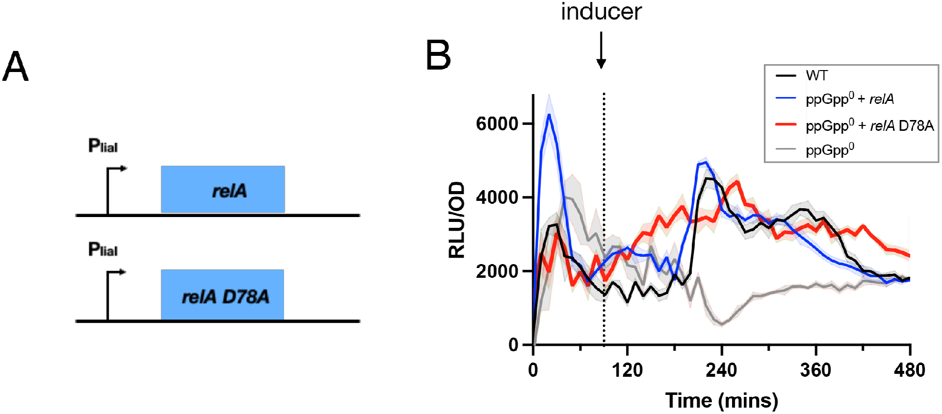 图5:Rel 水解酶活性对 (p) ppGpp 动态的影响