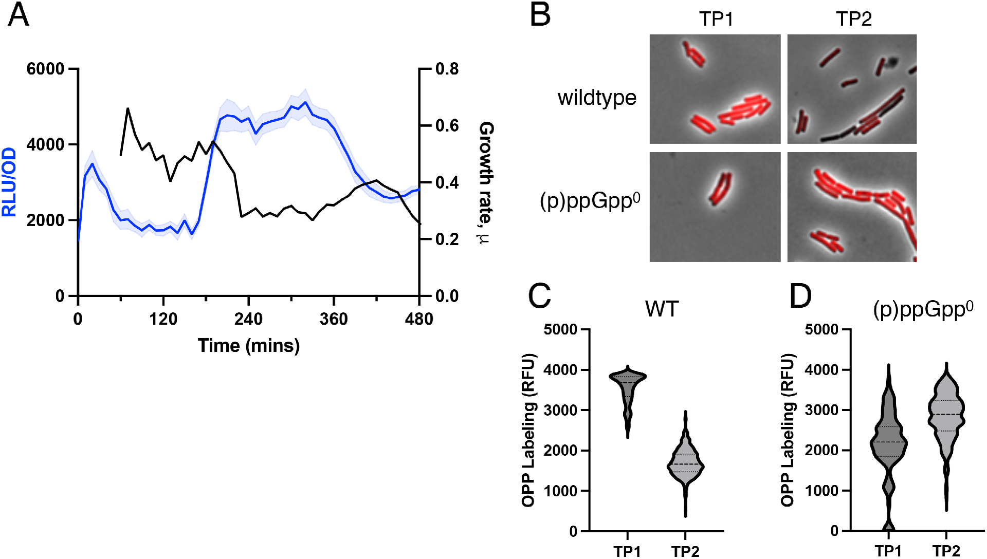 图8:(p) ppGpp 与蛋白质合成的 temporal 关系