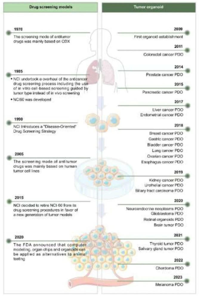 图1 抗肿瘤药物筛选与类器官技术的发展历程